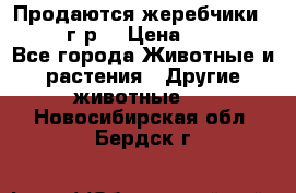 Продаются жеребчики 14,15 16 г.р  › Цена ­ 177 000 - Все города Животные и растения » Другие животные   . Новосибирская обл.,Бердск г.
